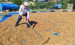 Demirci'de badem hasadı heyecanı başladı