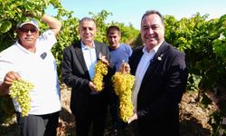Manisa’da bağ bozumu heyecanı başladı