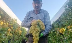 Manisa'da 5,5 kiloluk dev üzüm salkımı hasat edildi