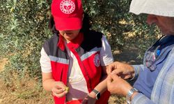 Manisa’da çiftçiye zeytin sineği uyarısı