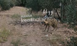 Manisa Yuntdağı'nda çizgili sırtlan görüntülendi iddiası