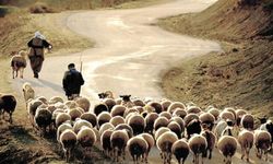 Hayvancılık desteği başvuruları başladı