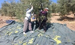 Manisa'nın coğrafi işaretli Domat zeytininde hasat başladı
