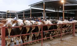 Manisa’da hayvan pazarları kapatıldı