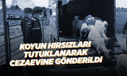 Manisa'da 8 koyun çalan 2 hırsız tutuklandı