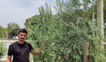 Sarıgöllü genç girişimci bodur zeytin türünü sevdirdi