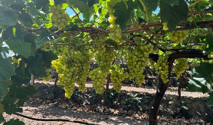 Superior Seedless üzüm çeşidi için ihraç tarihleri belirlendi