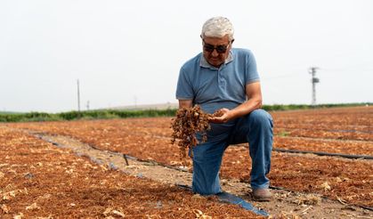 Manisa’da üzüm sergilerini yağmur vurdu