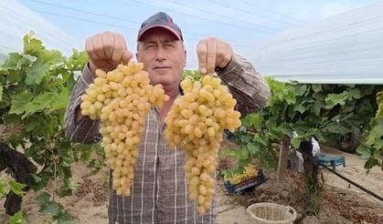 Sarıgöl'de her gün 400 ton üzüm kesiliyor
