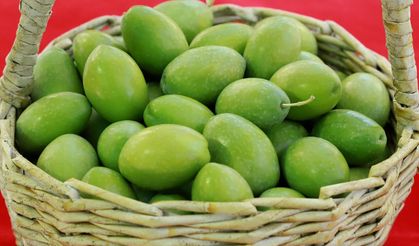 Saruhanlı’nın tescilli zeytinleri yarıştı