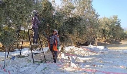 Sarıgöl'de zeytin hasadı başladı