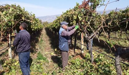 Manisa bağlarında budama çalışmaları başladı