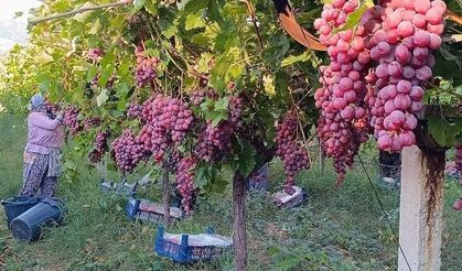 Manisa'da üzüm hasadı devam ediyor