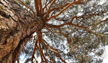 Manisa'da bir kişi kestiği ağacın altında kaldı
