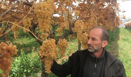 Manisa'da 6 aydır üzüm hasadı devam ediyor