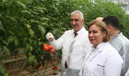 Kula'daki Jeotermal Sera’da yılın ilk hasadı yapıldı