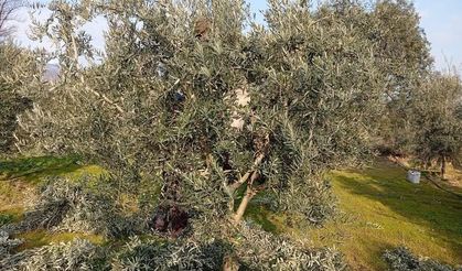 Sarıgöl’de zeytin budama çalışmaları başladı