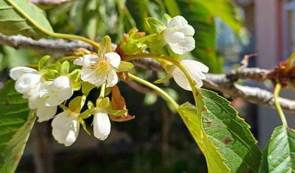 Kiraz ve vişnede çiçek hastalığına dikkat!