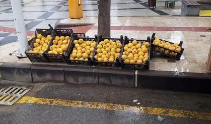 Sarıgöl'de limon ayva üretimi yaygınlaşıyor
