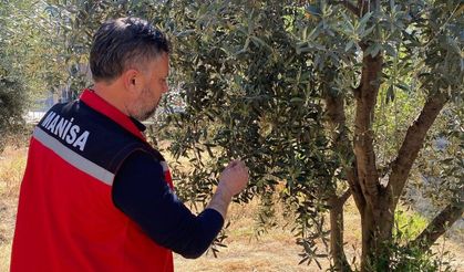 Zeytin üreticilerine 'Pamuklu bit' uyarısı