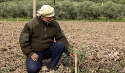 Yunusemre'de dağıtılan fidanlar toprakla buluştu