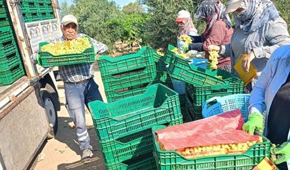 Manisa'da üzüm sezonu başladı