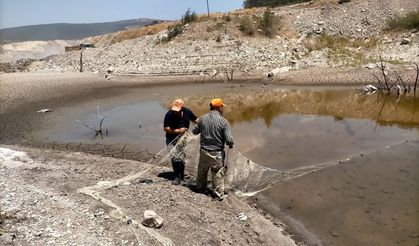 Manisa'daki kuruyan göletteki balıklar böyle kurtarıldı
