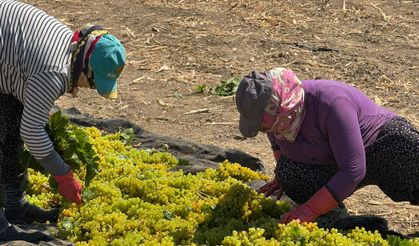 TARİŞ'in üzüm fiyatına Başkan İksir'den tepki