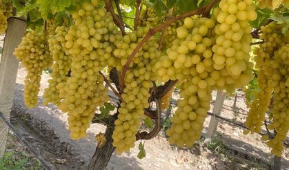 Sarıgöl'de üzüm fiyatları dibe vurdu