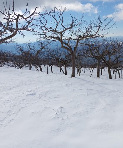 Alaşehirli çocuklar karla buluşacak
