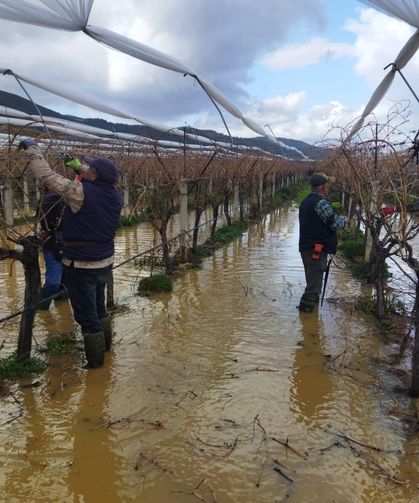 Manisa'da göle dönen bağlarda budama mücadelesi