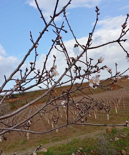 Manisa'da badem ağaçları çiçek açtı