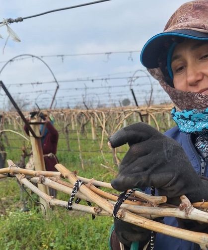 Sarıgöl Ovası'nda budama işlemi devam ediyor