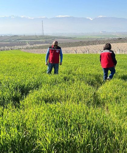 Manisa’da buğday üreticilerine ‘Septorya’ uyarısı
