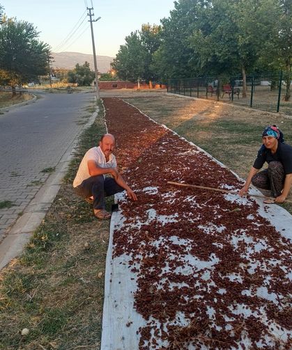 Manisa'da sezonun ilk kuru üzümü çuvala girdi