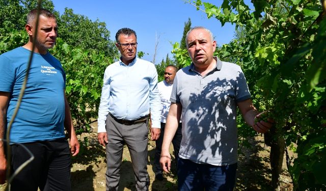 Başkan Öküzcüoğlu, fırtına ve dolunun vurduğu bağları inceledi