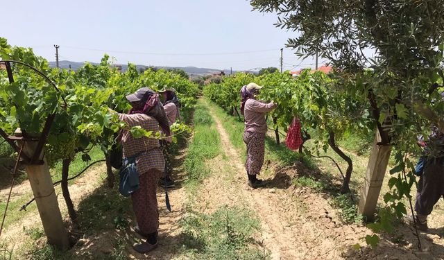 Güneşin altında çalışan tarım işçilerine sıcak uyarısı yapıldı