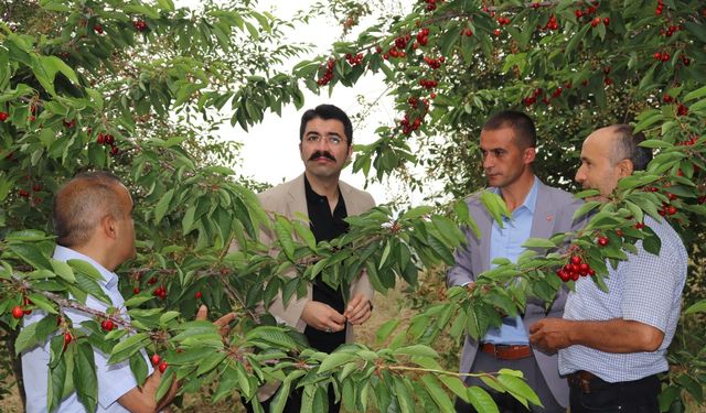 Selendi'de kiraz hasadı devam ediyor