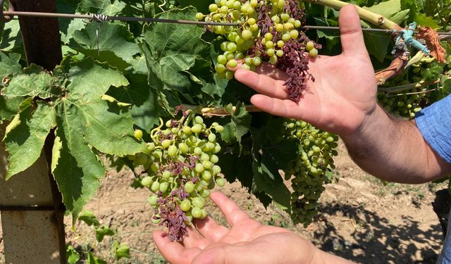 Manisa'da aşırı sıcaklar üzüm tanelerini yaktı