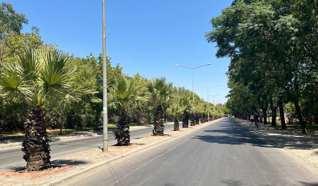 Salihli Belediyesi Site Caddesi’ni palmiye ağaçlarıyla yeşillendiriyor