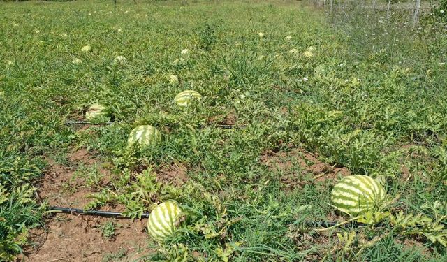 Manisa'da korkunç olay! Domuz sanarak kayınçosunu vurdu