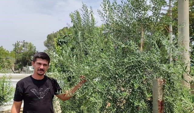 Sarıgöllü genç girişimci bodur zeytin türünü sevdirdi