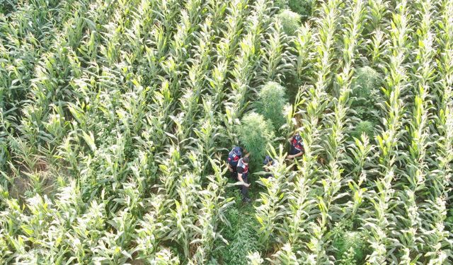 Manisa'da mısır tarlasında 100 kök kenevir ele geçirildi