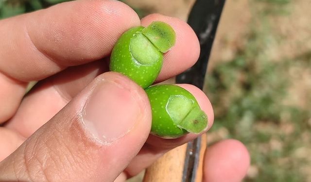 Manisa’da zeytin üreticilerine ilaçlama çağrısı