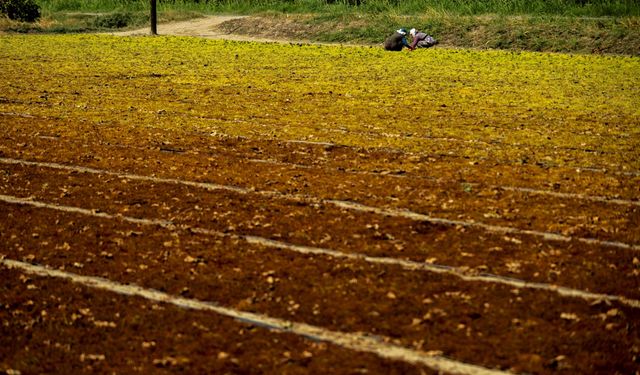 TARİŞ kuru üzüm alım fiyatını açıkladı