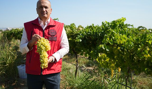 Erken hasat kuru üzümde kilo kaybına neden oluyor