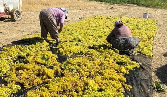 Manisa'da üzüm kurutma çalışmaları başladı