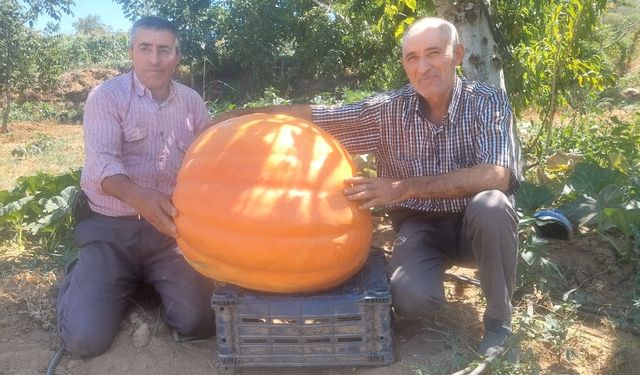 Sarıgöl'de 70 kilogramlık balkabakları sergiye çıkacak