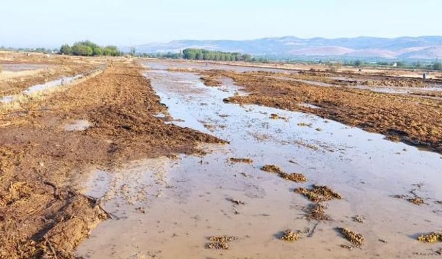 Manisa'da dere taştı, üzümler sular altında kaldı