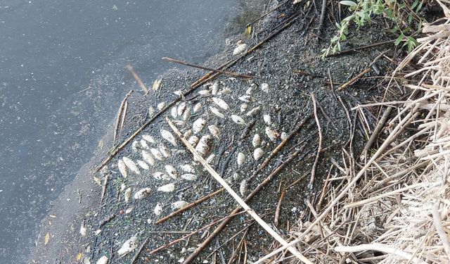 Gediz Nehri'ndeki balık ölümlerinin sebebi belli oldu